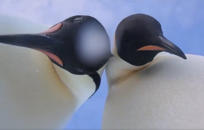 пінгвіни селфі