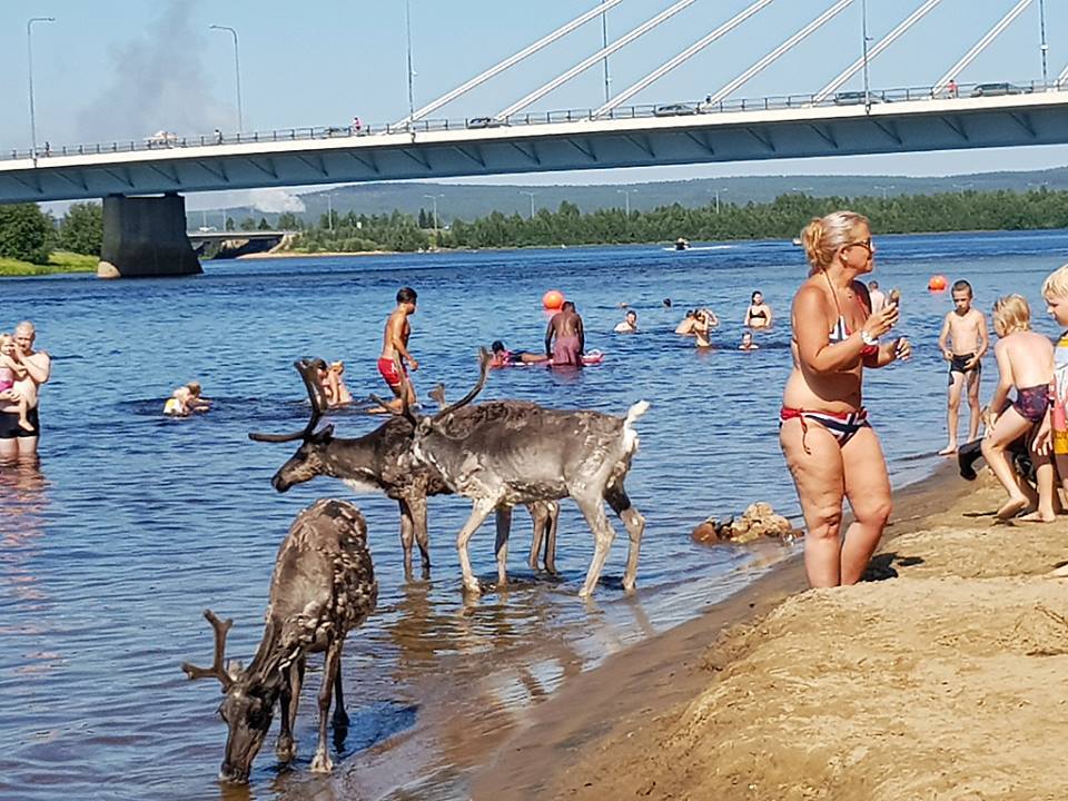 У Фінляндії олені через спеку ходять на пляжі