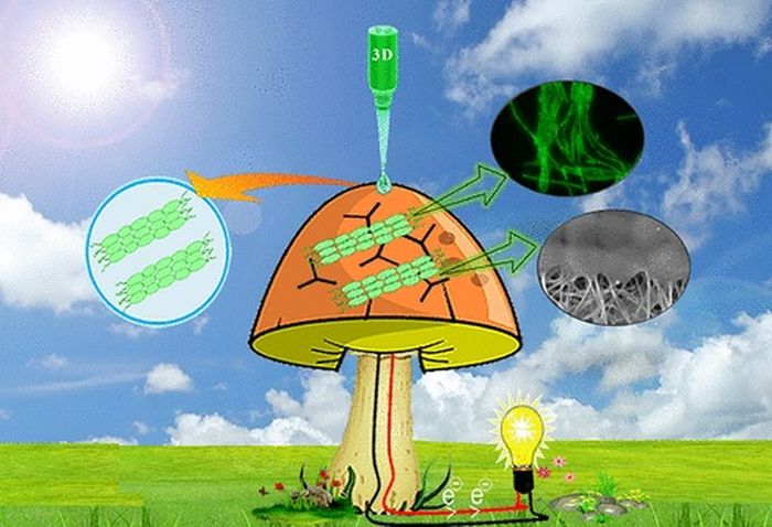 Науковці змусили гриби виробляти електрику