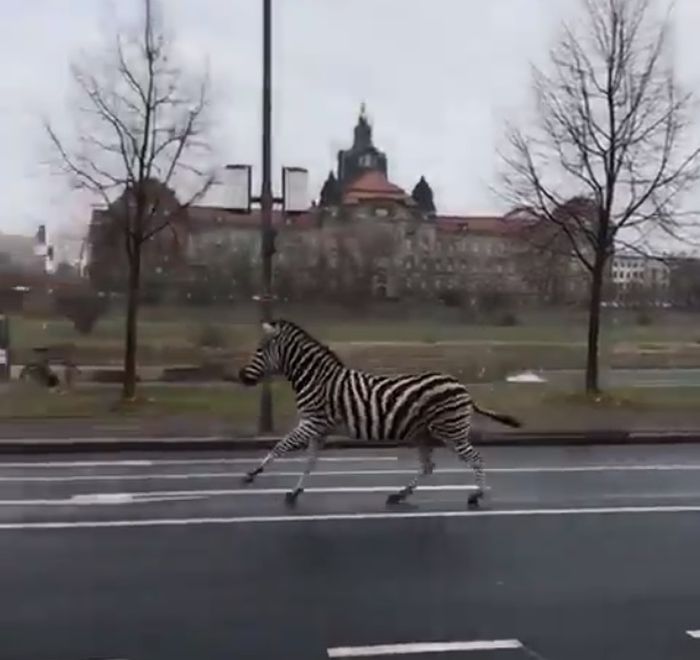 З Дрезденського цирку втекли чотири зебри, одна тварина загинула:  відео