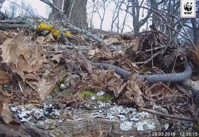 пряма трансляція життя гадюк