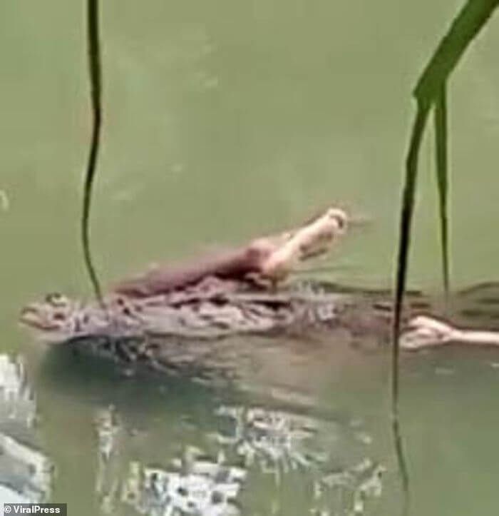 крокодил плавав з тілом жертви у пащі
