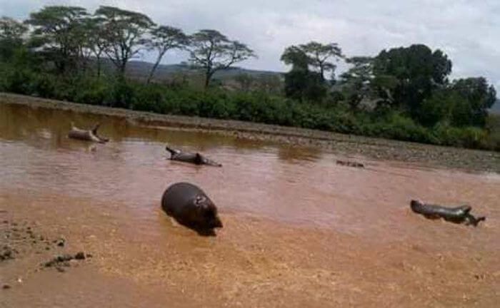 гинуть гіпопотами Ефіопія