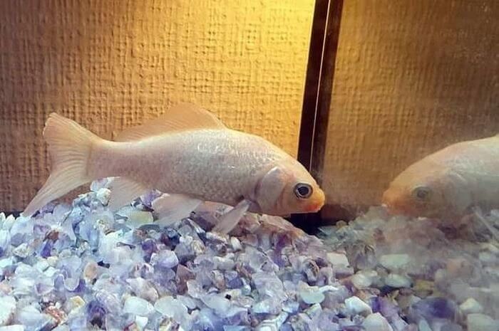 золота рибка Джордж