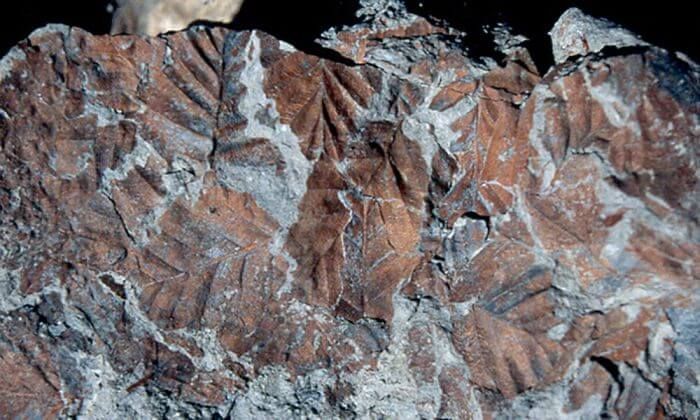 Скам'янілі відбитки листя «південного бука» Nothofagus beardmorensi, знайдені в Антарктиді