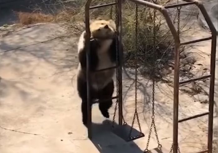танцююча ведмедиця