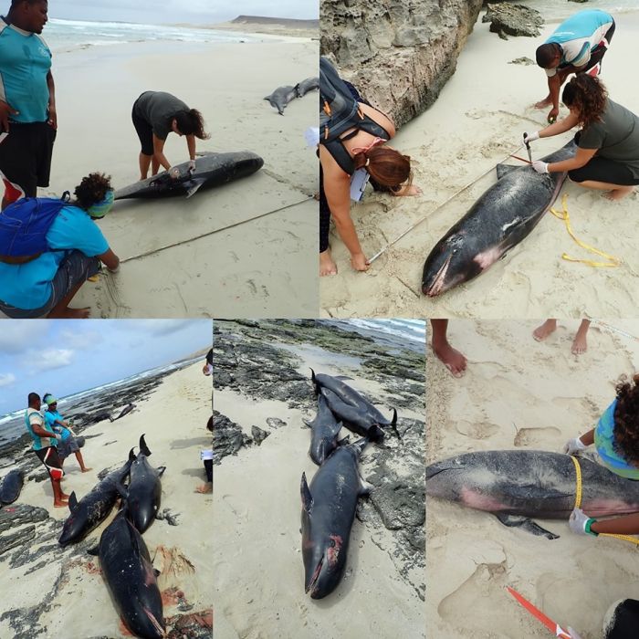 дельфіни викинулися на берег