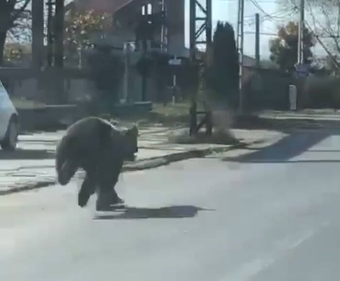 ведмідь біжить