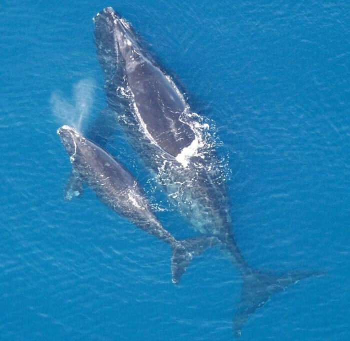 кити