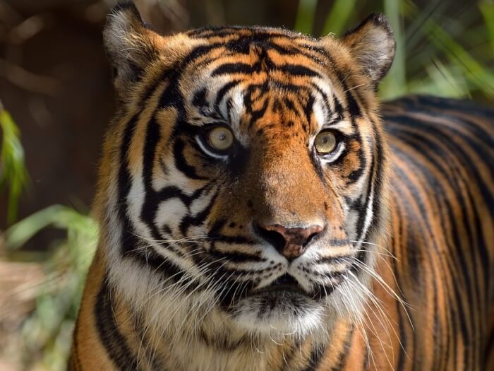 Sumatran tigers