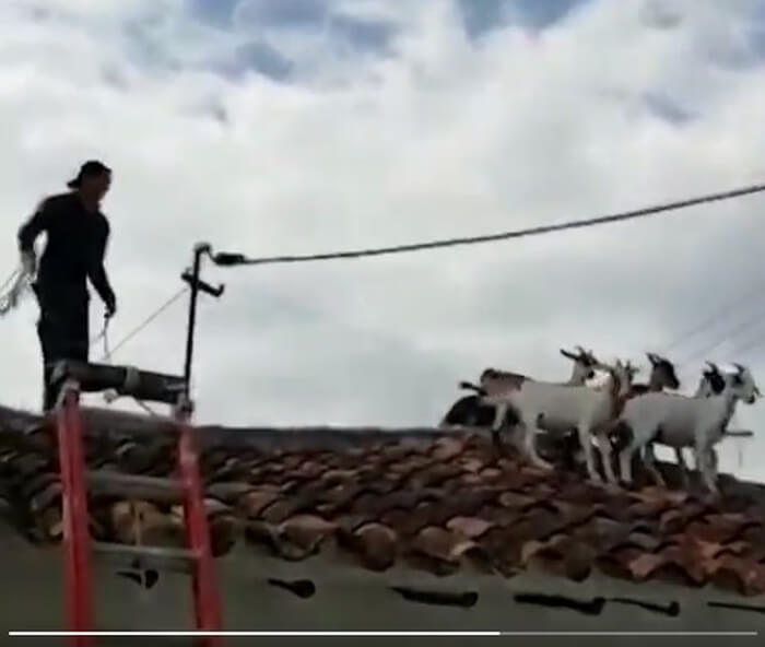 кози на даху