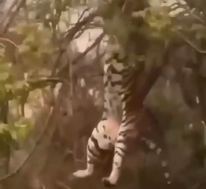 тигр впав з дерева