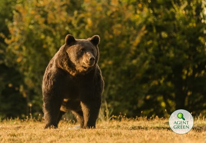 найбільший ведмідь європи