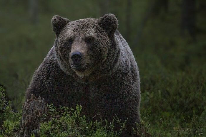 На Алясці врятували чоловіка, який тиждень боровся з ведмедем