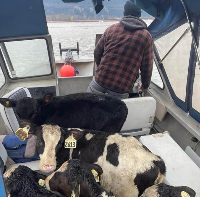 рятують корів на човнах