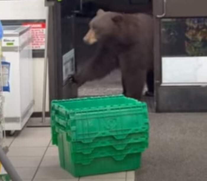 ведмідь в магазині сша