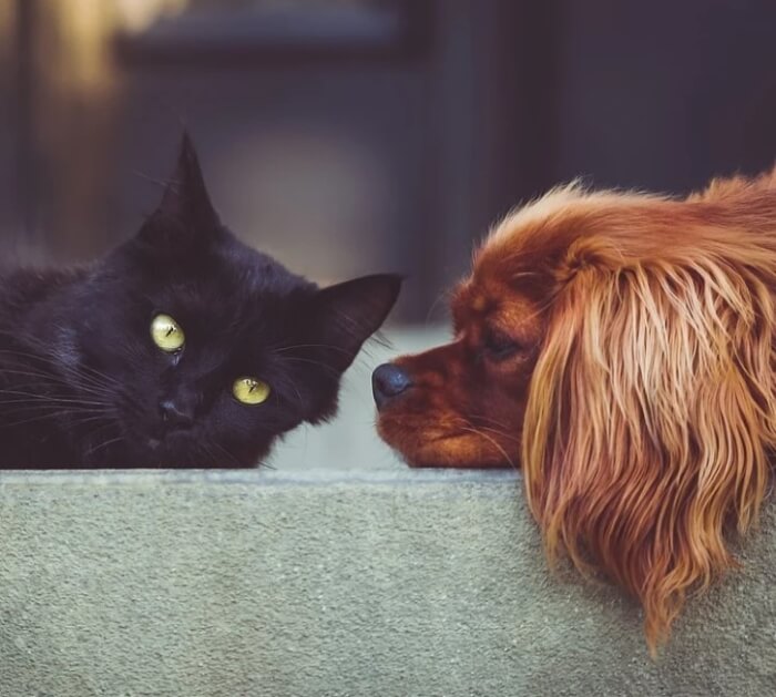 кіт і собака