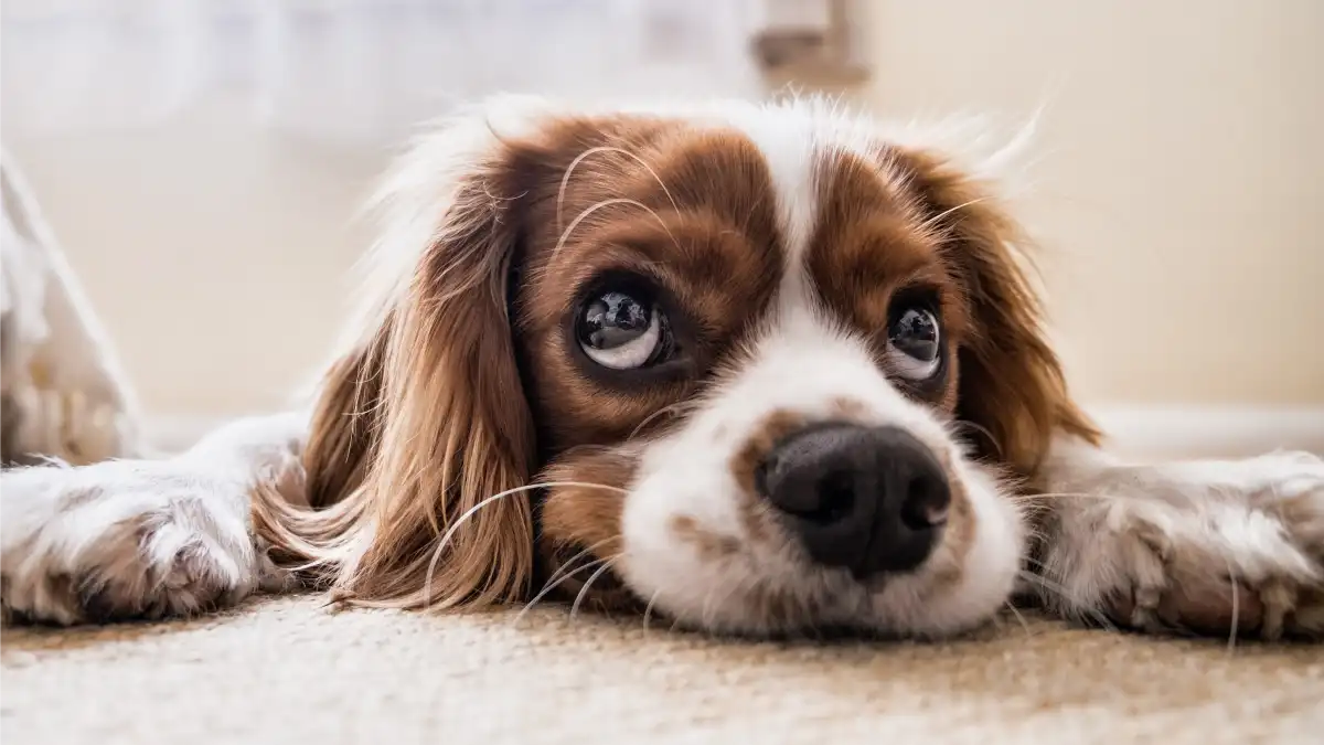 собаки люди маркери смерті Dog Aging Project